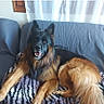 animal, blanket, canine, comfortable, couch, curtain, dog, domestic, ears, face, floor, fur, german_shepherd, indoor, pet, resting, smile, tail, tile_floor, window