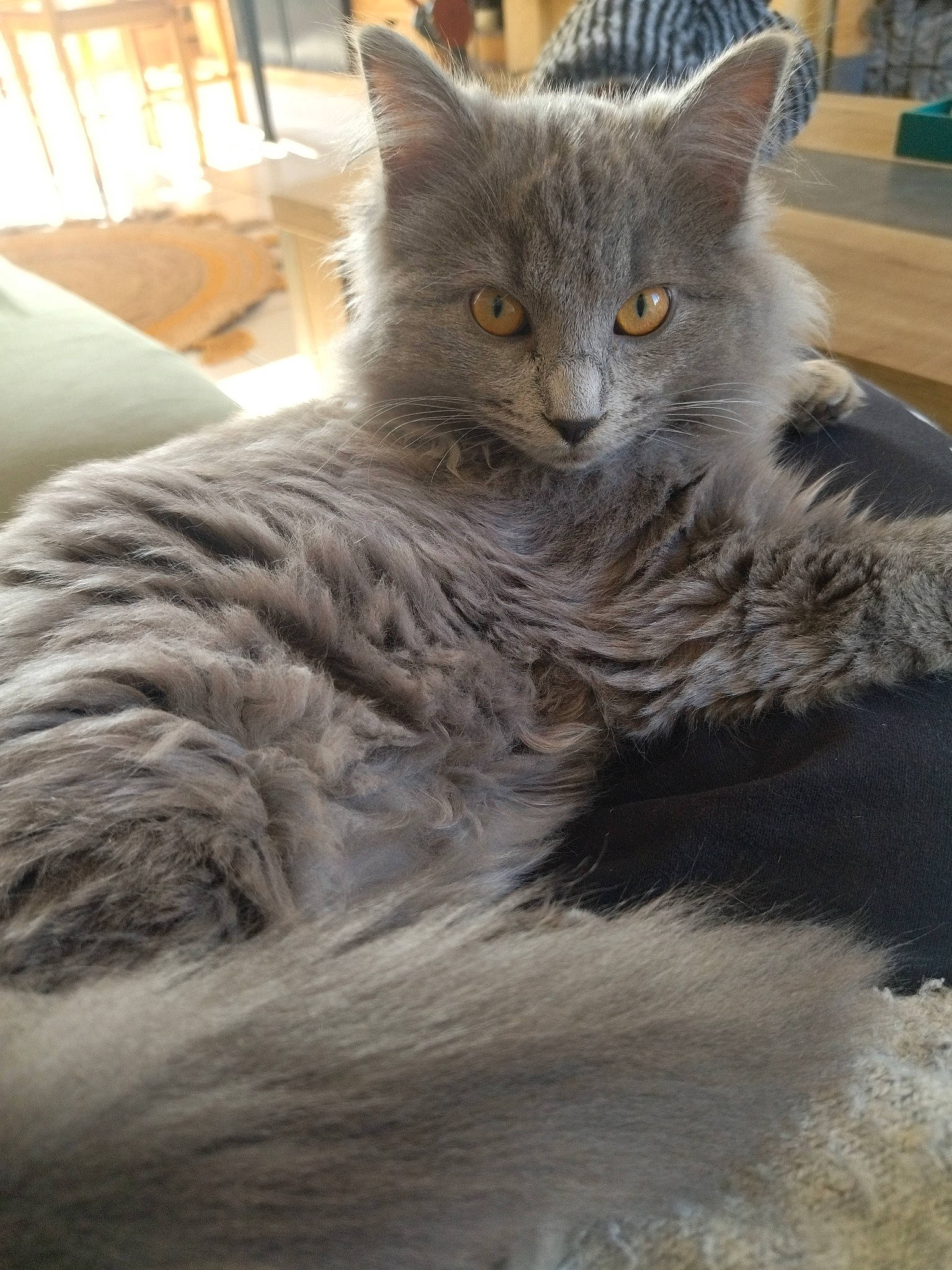 Kiara participe au concours pour gagner de l'argent avec cette photo : british_longhair, carnivore, cat, claw, domestic_short_haired_cat, fawn, felidae, fur, grey, paw, plant, sitting, small_to_medium_sized_cats, snout, tail, whiskers, window, wood