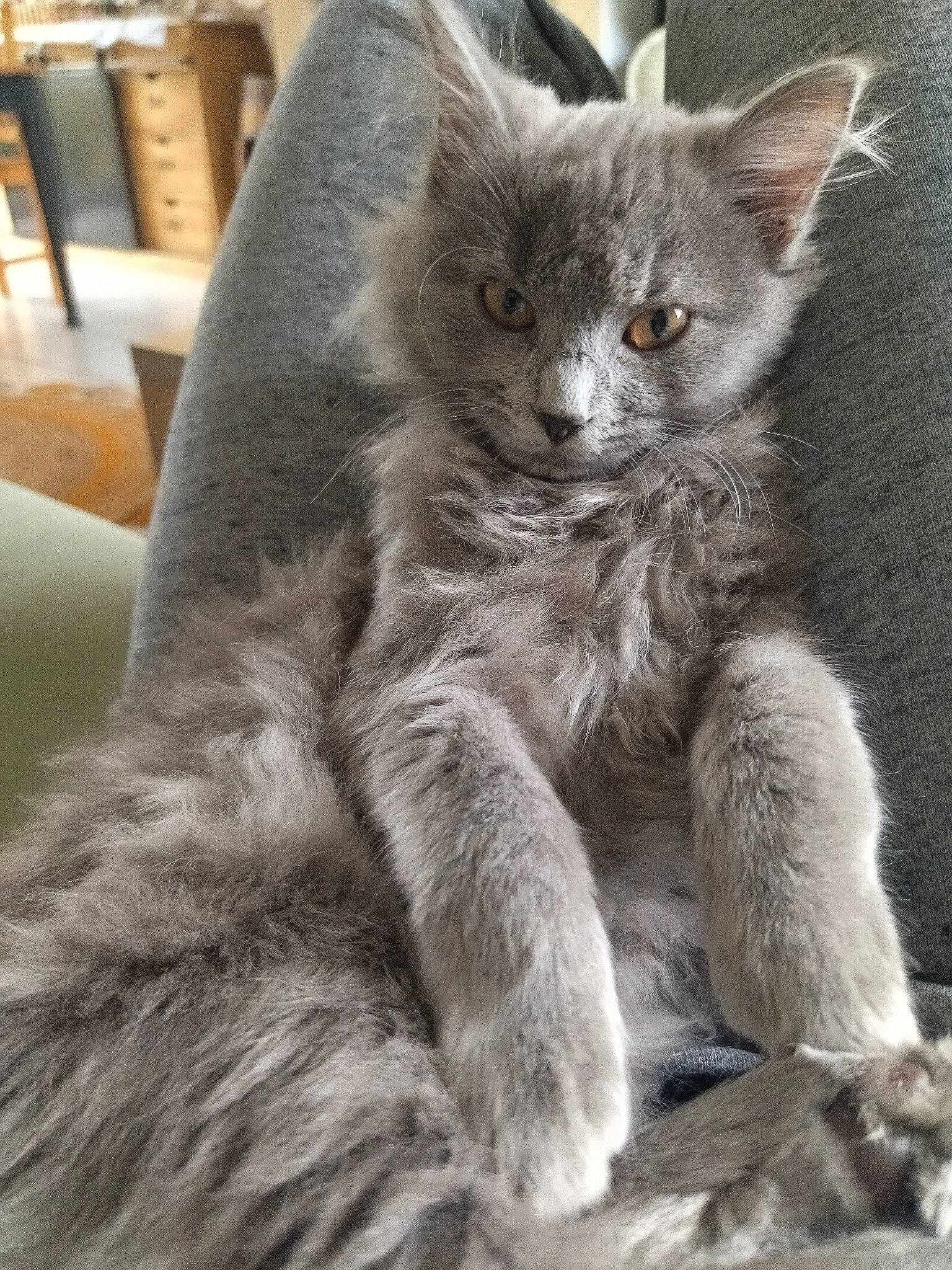 Kiara participe au concours pour gagner de l'argent avec cette photo : carnivore, cat, claw, comfort, domestic_short_haired_cat, felidae, fur, grey, paw, russian_blue, small_to_medium_sized_cats, snout, tail, terrestrial_animal, whiskers, window