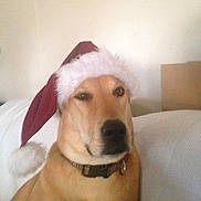Jagger joined the competition — help win amazing prizes! animal, brown_dog, canine, christmas, collar, companion, couch, cute, dog, domestic_animal, funny, fur, holiday, household, indoor, mammal, pet, portrait, relaxed, santa_hat