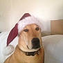 animal, brown_dog, canine, christmas, collar, companion, couch, cute, dog, domestic_animal, funny, fur, holiday, household, indoor, mammal, pet, portrait, relaxed, santa_hat