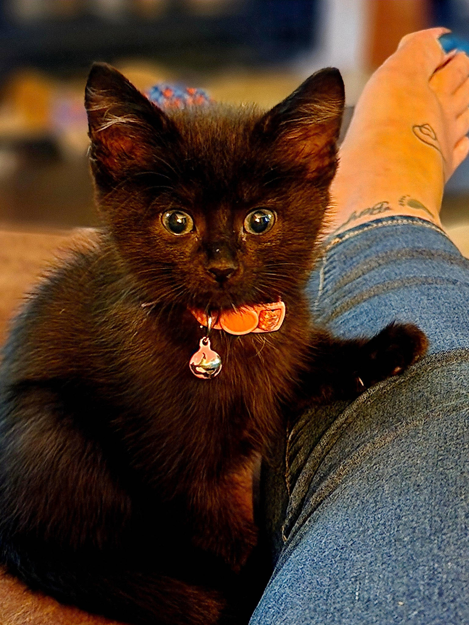 Boo is registered to the contest to win money with this photo: black_cat, bombay, carnivore, cat, claw, comfort, domestic_short_haired_cat, felidae, fur, havana_brown, human_leg, small_to_medium_sized_cats, snout, tail, terrestrial_animal, whiskers, window