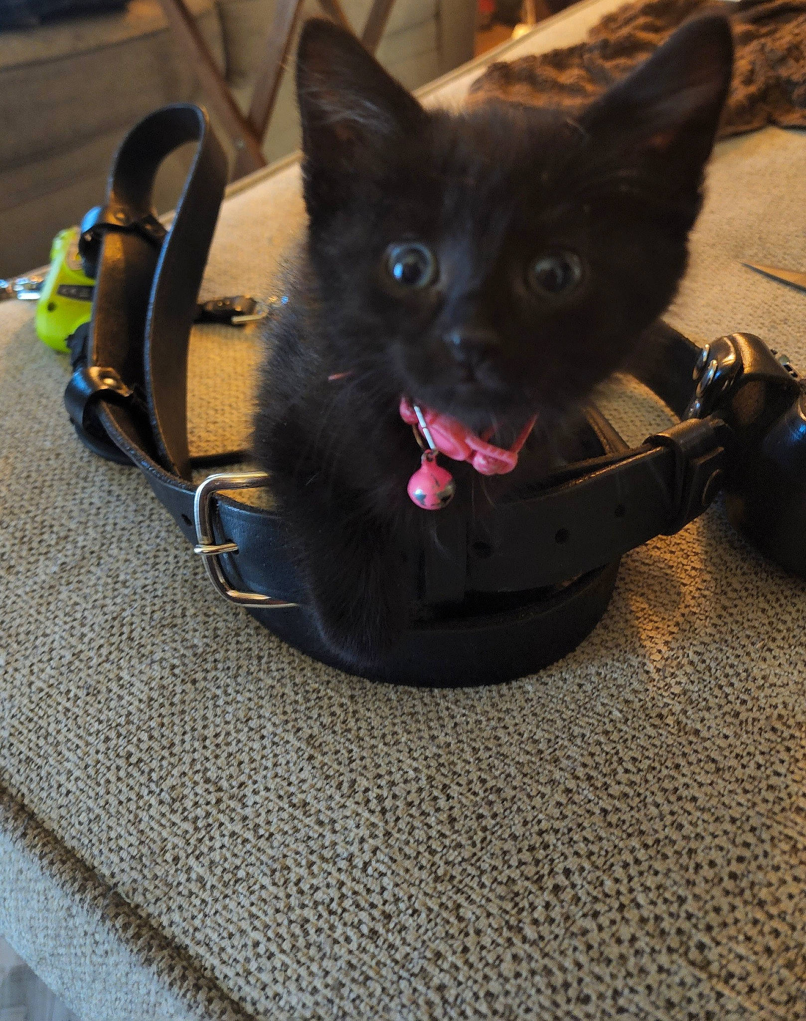 Boo joined the competition — help win amazing prizes! bag, black_cat, bombay, carnivore, cat, cat_supply, collar, dog_breed, domestic_short_haired_cat, electric_blue, fashion_accessory, fawn, felidae, fur, luggage_and_bags, pet_supply, small_to_medium_sized_cats, snout, tail, whiskers