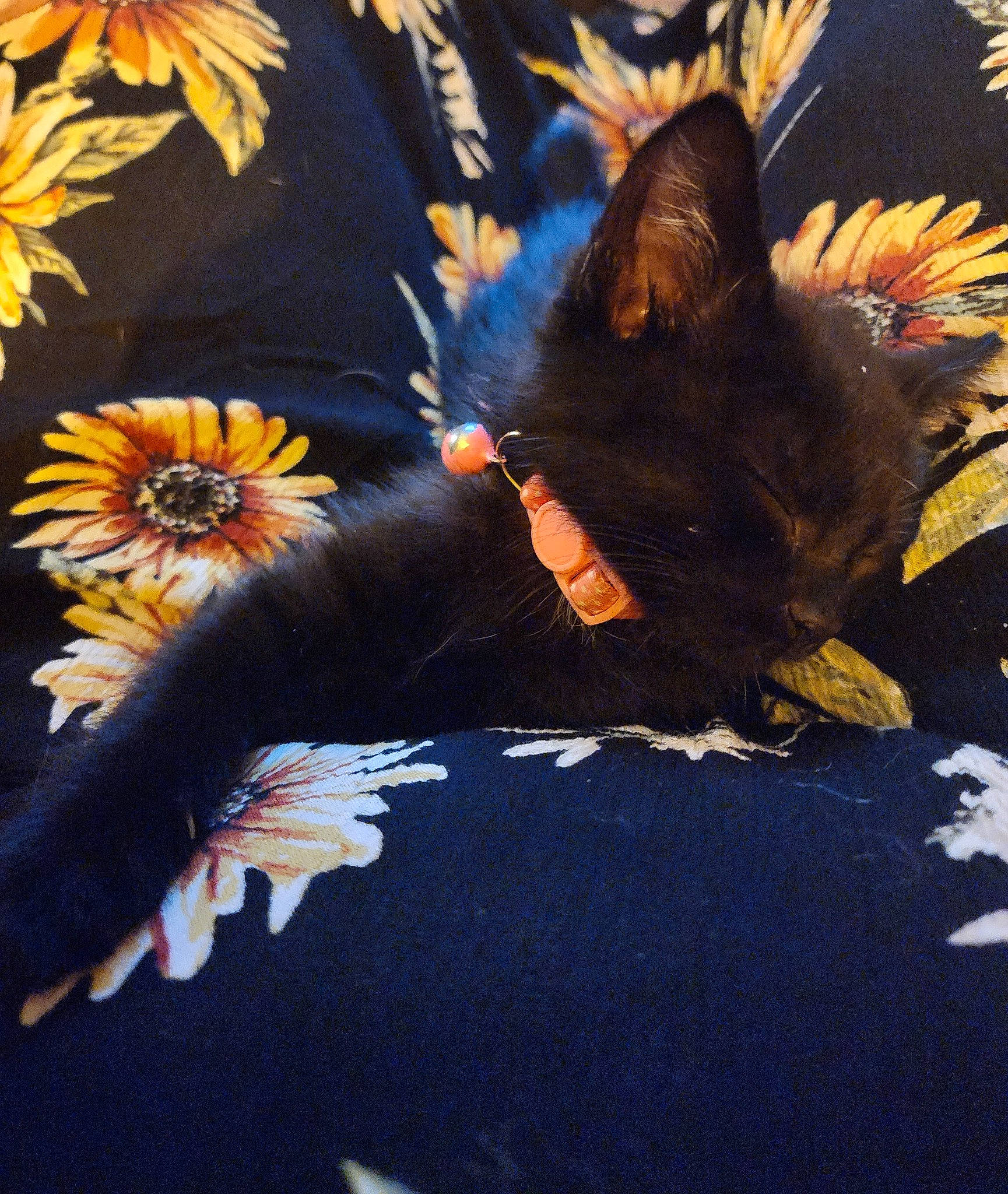 Boo is registered to the contest to win money with this photo: carnivore, electric_blue, feather, felidae, flower, fur, gesture, glove, headgear, human_leg, orange, organism, people_in_nature, petal, plant, small_to_medium_sized_cats, tail, tints_and_shades, whiskers, wing