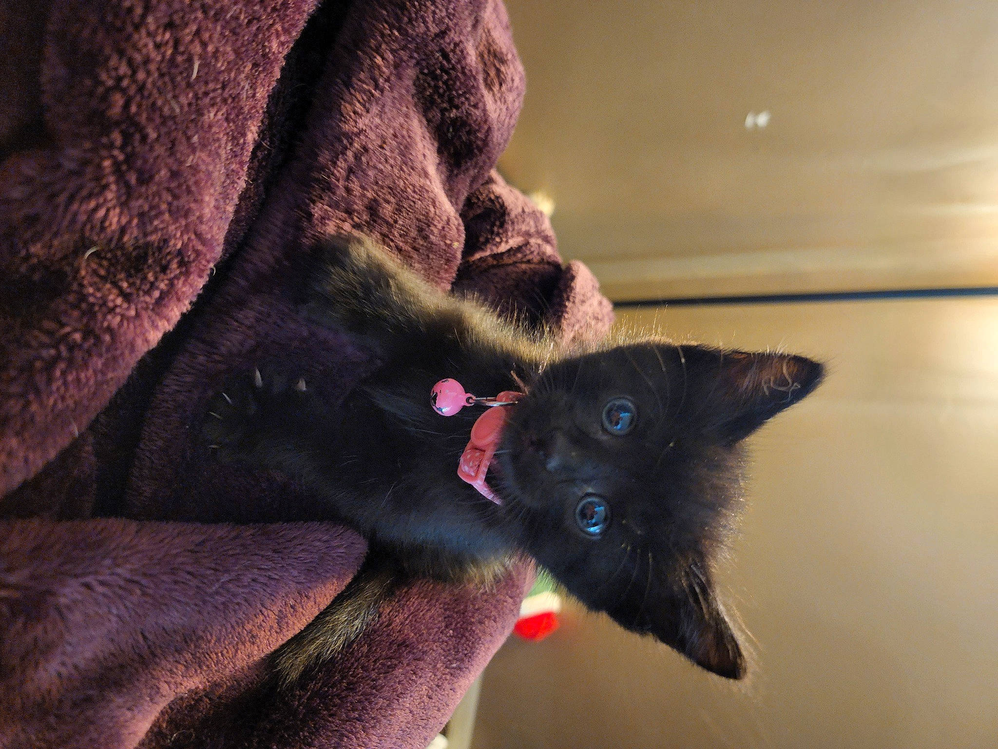 Boo joined the competition — help win amazing prizes! black_cat, bombay, carnivore, cat, claw, comfort, darkness, dog_breed, ear, eye, felidae, fur, gesture, head, human_body, mammal, small_to_medium_sized_cats, snout, tail, whiskers