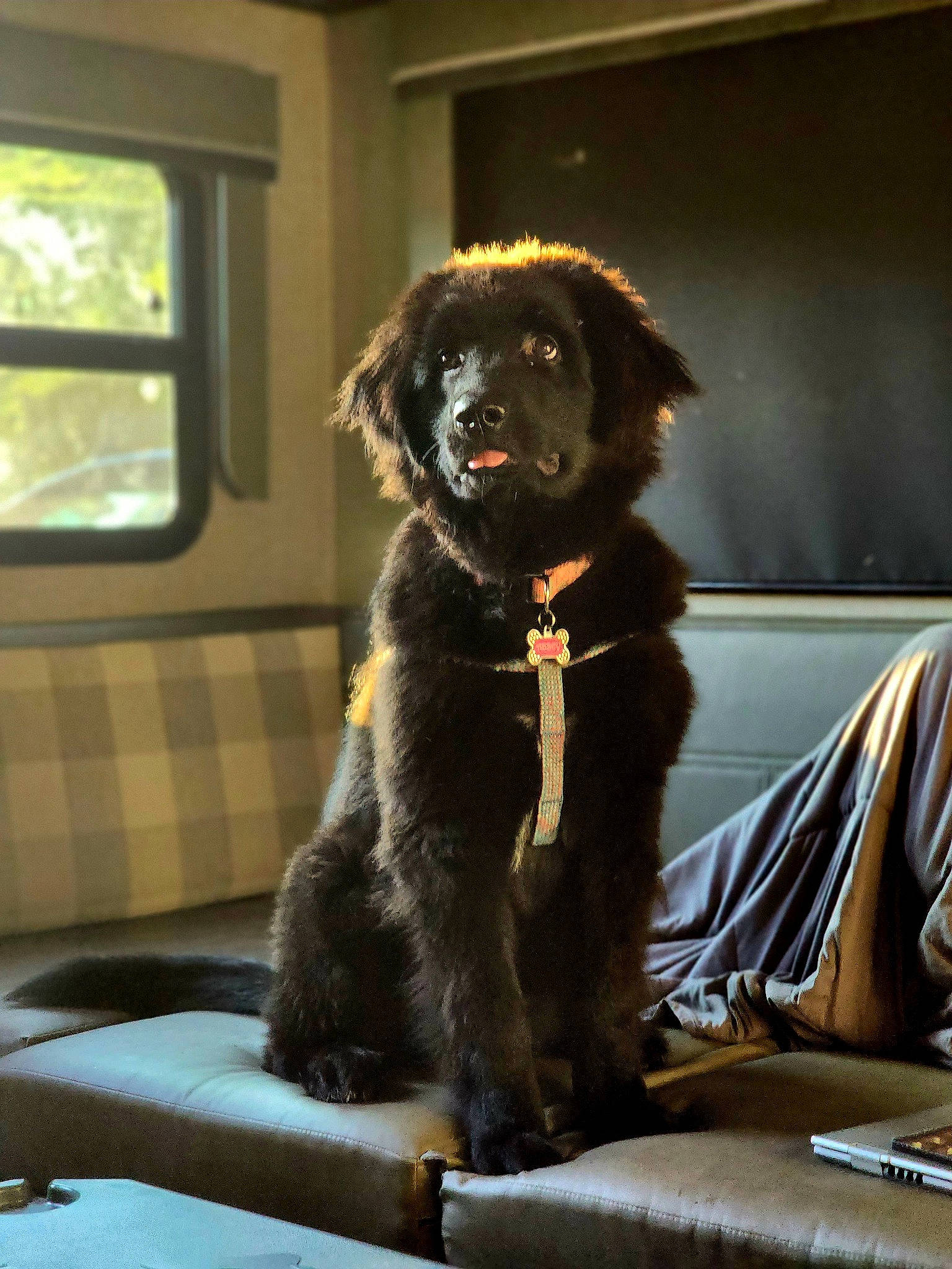 Abbey is registered to the contest to win money with this photo: auto_part, borador, canidae, carnivore, collar, comfort, companion_dog, couch, dog, dog_breed, dog_collar, fur, liver, sitting, snout, sporting_group, window, windshield, working_animal, working_dog