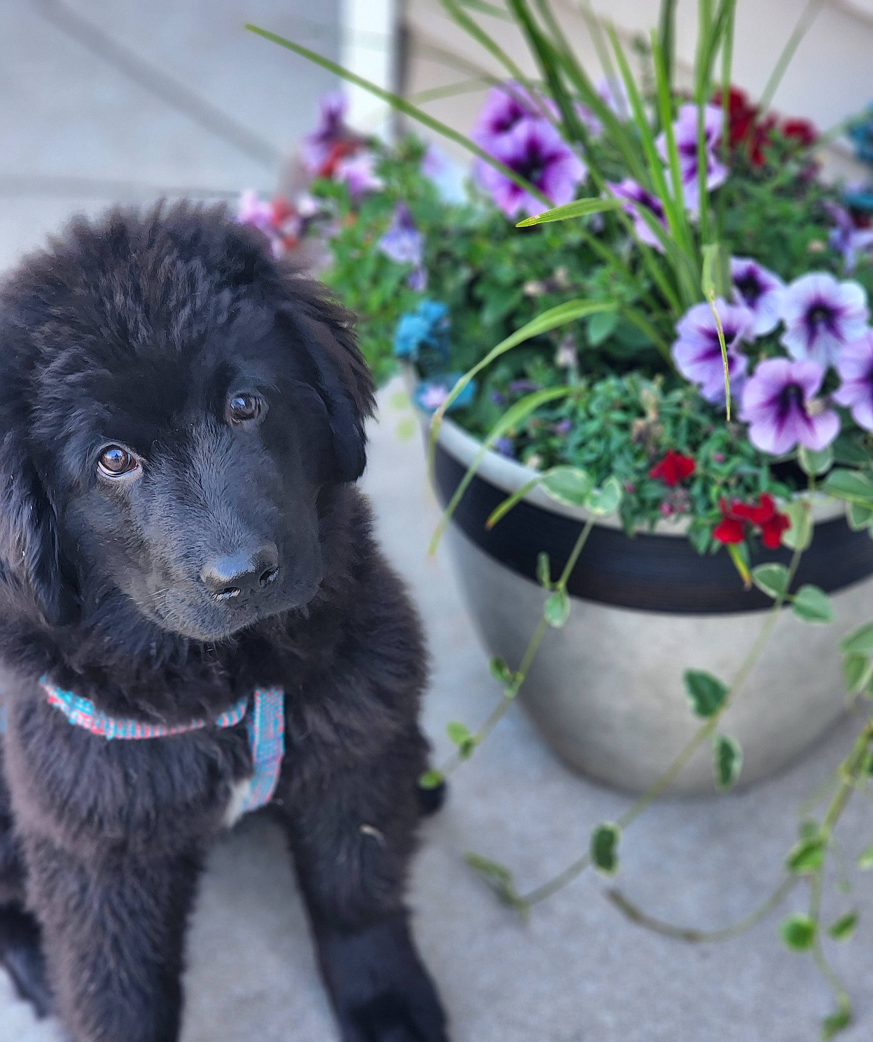 Abbey joined the competition — help win amazing prizes! annual_plant, carnivore, collar, companion_dog, dog, dog_breed, dog_collar, dog_supply, flower, flower_arranging, flowering_plant, flowerpot, grass, groundcover, herbaceous_plant, houseplant, petal, plant, toy_dog, working_animal