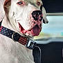 dog, white_dog, large_dog, closeup, collar, stars_and_stripes, patriotic, car_interior, vehicle, tongue_out, black_spots, pet, canine, sitting, seat, window, blurred_background, happy, domestic_animal, companion