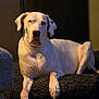 dog, white_dog, large_dog, pet, animal, indoor, cushion, relaxed, laying_down, fur, paw, snout, ear, calm, cozy, home, mammal, companion, warm_lighting, portrait