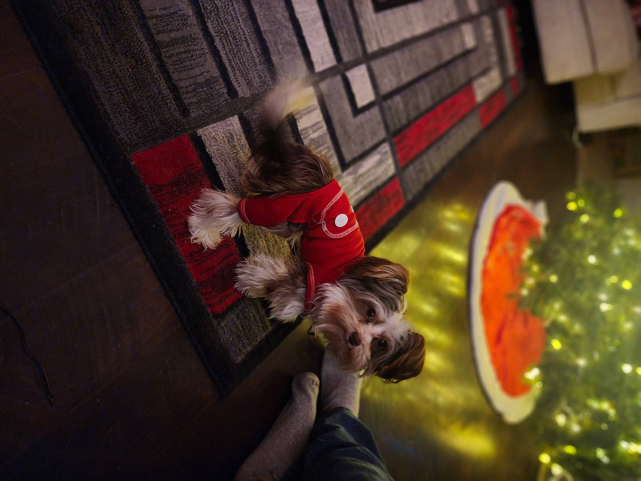 Roscoe joined the competition — help win amazing prizes! carmine, child, christmas, christmas_decoration, christmas_eve, christmas_ornament, circle, darkness, event, fir, flooring, fun, fur, holiday, night, ornament, room, sitting, tradition, tree