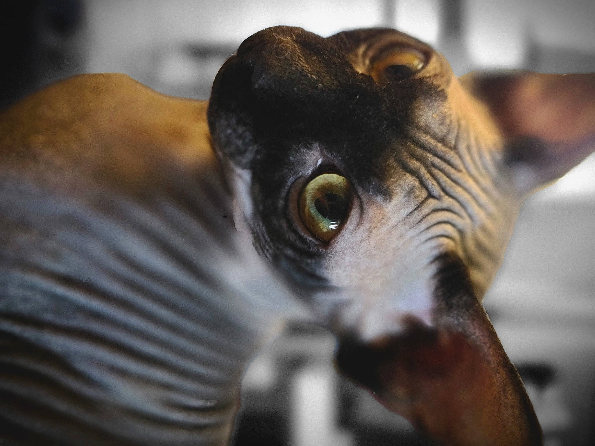 Dalilah joined the competition — help win amazing prizes! art, bird, close_up, cow_goat_family, eye, eyelash, fawn, flightless_bird, fur, horn, livestock, macro_photography, metal, sculpture, snout, terrestrial_animal, whiskers, wildlife, working_animal, zoo