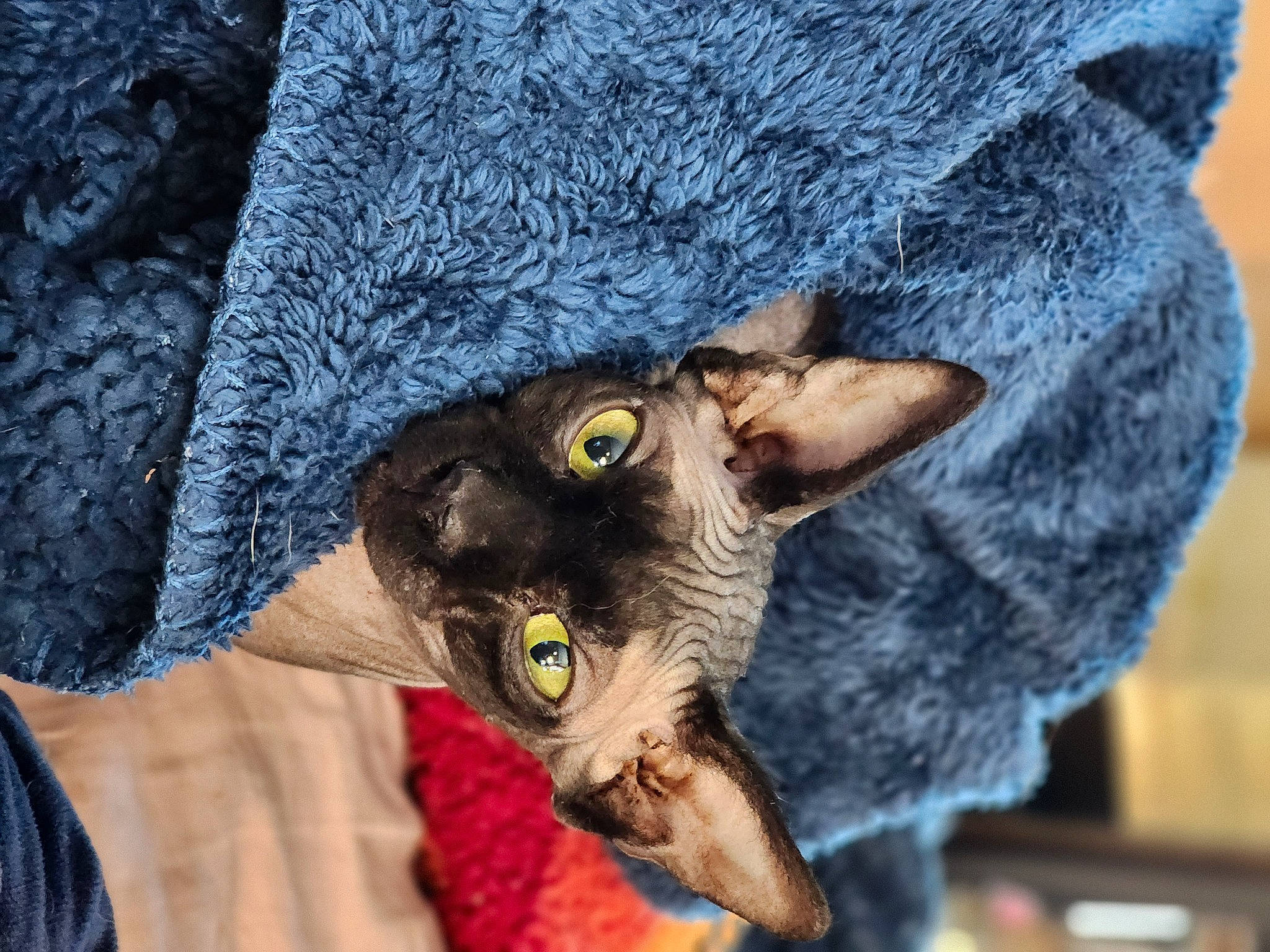 Dalilah is registered to the contest to win money with this photo: cap, carnivore, cat, denim, domestic_short_haired_cat, electric_blue, felidae, fur, grey, mammal, pattern, plant, sleeve, small_to_medium_sized_cats, snout, sunglasses, textile, tree, vertebrate, whiskers