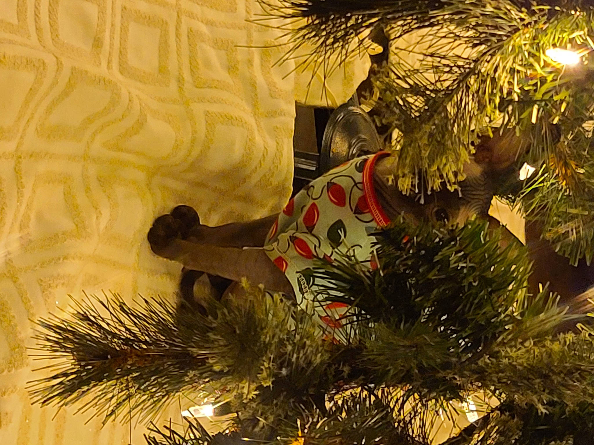 Dalilah is registered to the contest to win money with this photo: arecales, bird, branch, christmas_decoration, christmas_ornament, christmas_tree, event, evergreen, feather, holiday_ornament, larch, organism, ornament, palm_tree, plant, tints_and_shades, tree, twig, vegetation, woody_plant