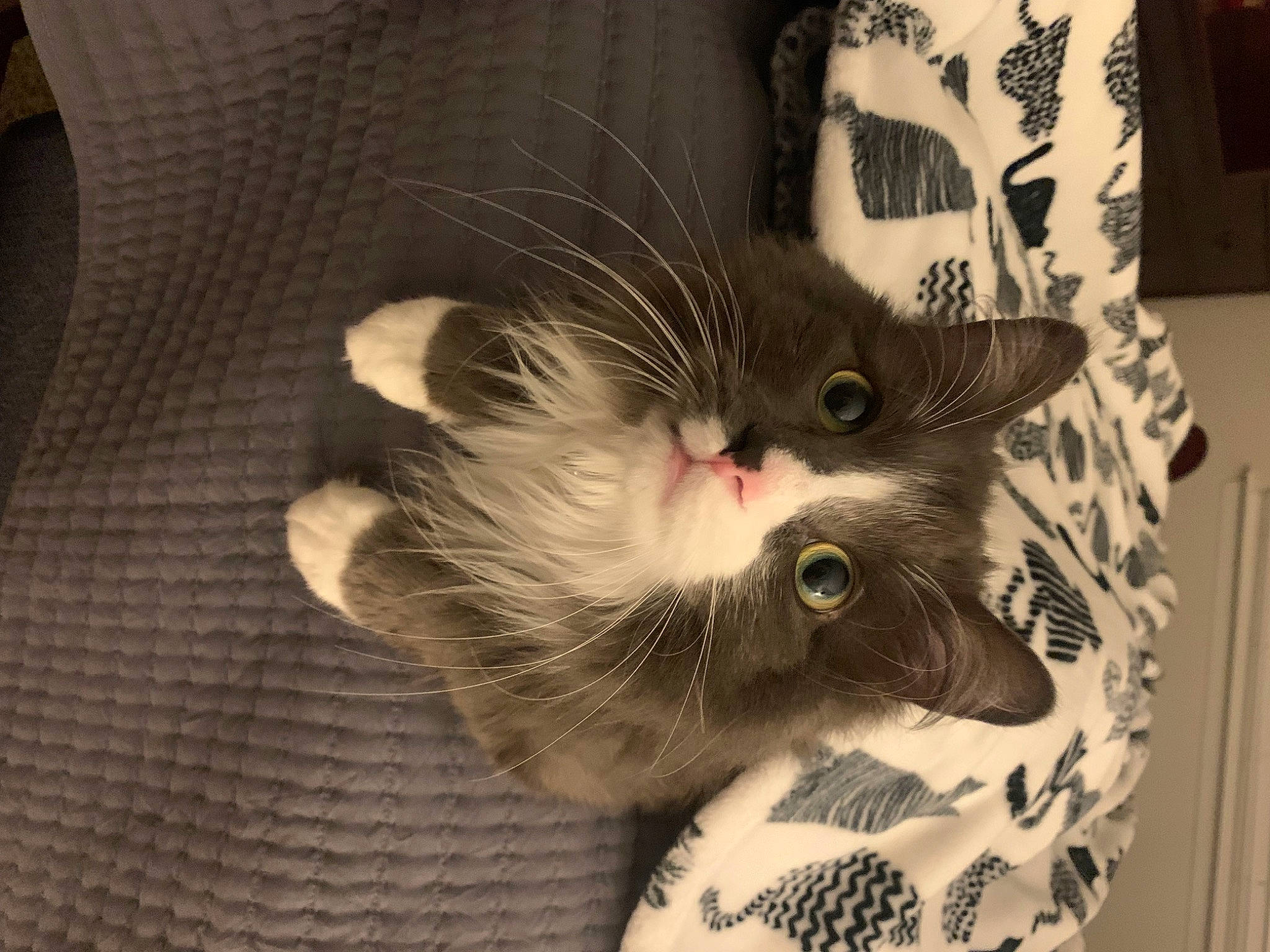 Clueless is registered to the contest to win money with this photo: carnivore, cat, cat_supply, claw, domestic_short_haired_cat, ear, felidae, fur, grey, paw, small_to_medium_sized_cats, snout, tail, whiskers