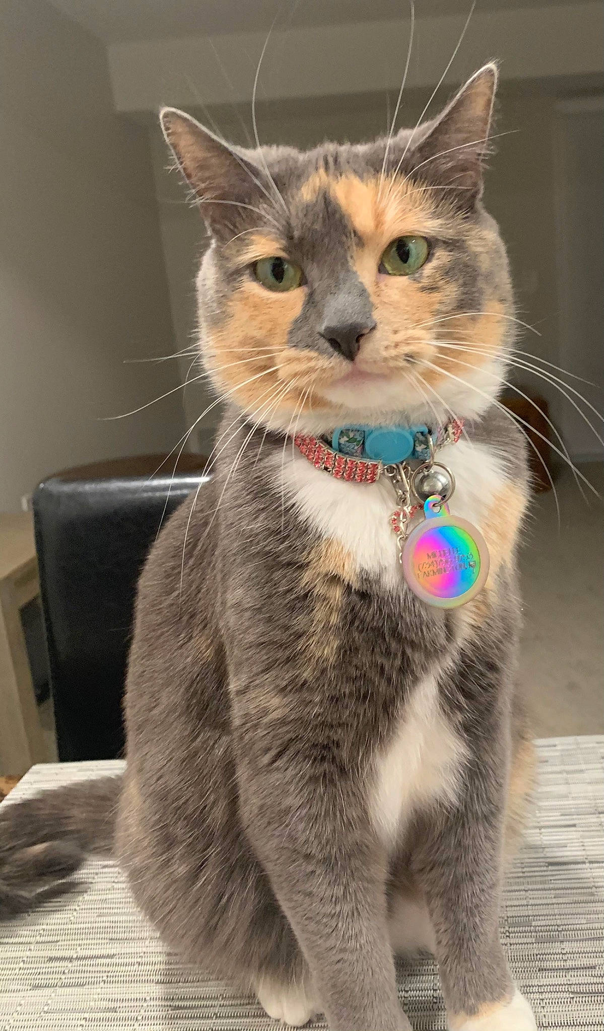 Audrey joined the competition — help win amazing prizes! carnivore, cat, chair, claw, collar, domestic_short_haired_cat, fawn, felidae, fur, paw, pet_supply, photo_caption, small_to_medium_sized_cats, snout, tail, terrestrial_animal, whiskers, wildlife, window