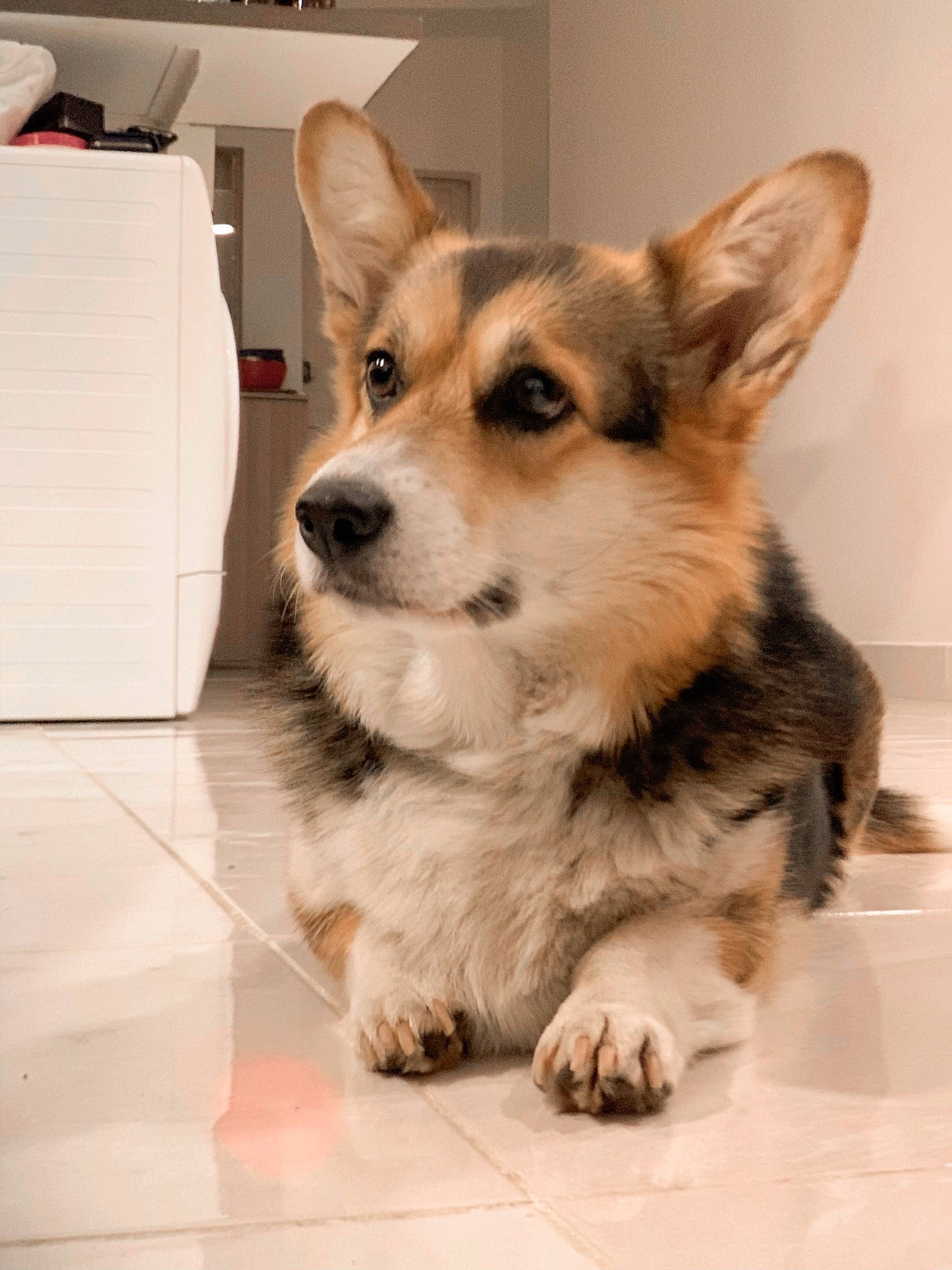 Eska a rejoint le concours — aidez-le/la à gagner de superbes lots ! cabinetry, canidae, carnivore, companion_dog, dog, dog_breed, dog_supply, drawer, flooring, fur, home_appliance, peripheral, puppy, snout, sporting_group, terrestrial_animal, whiskers, wood, working_animal, working_dog