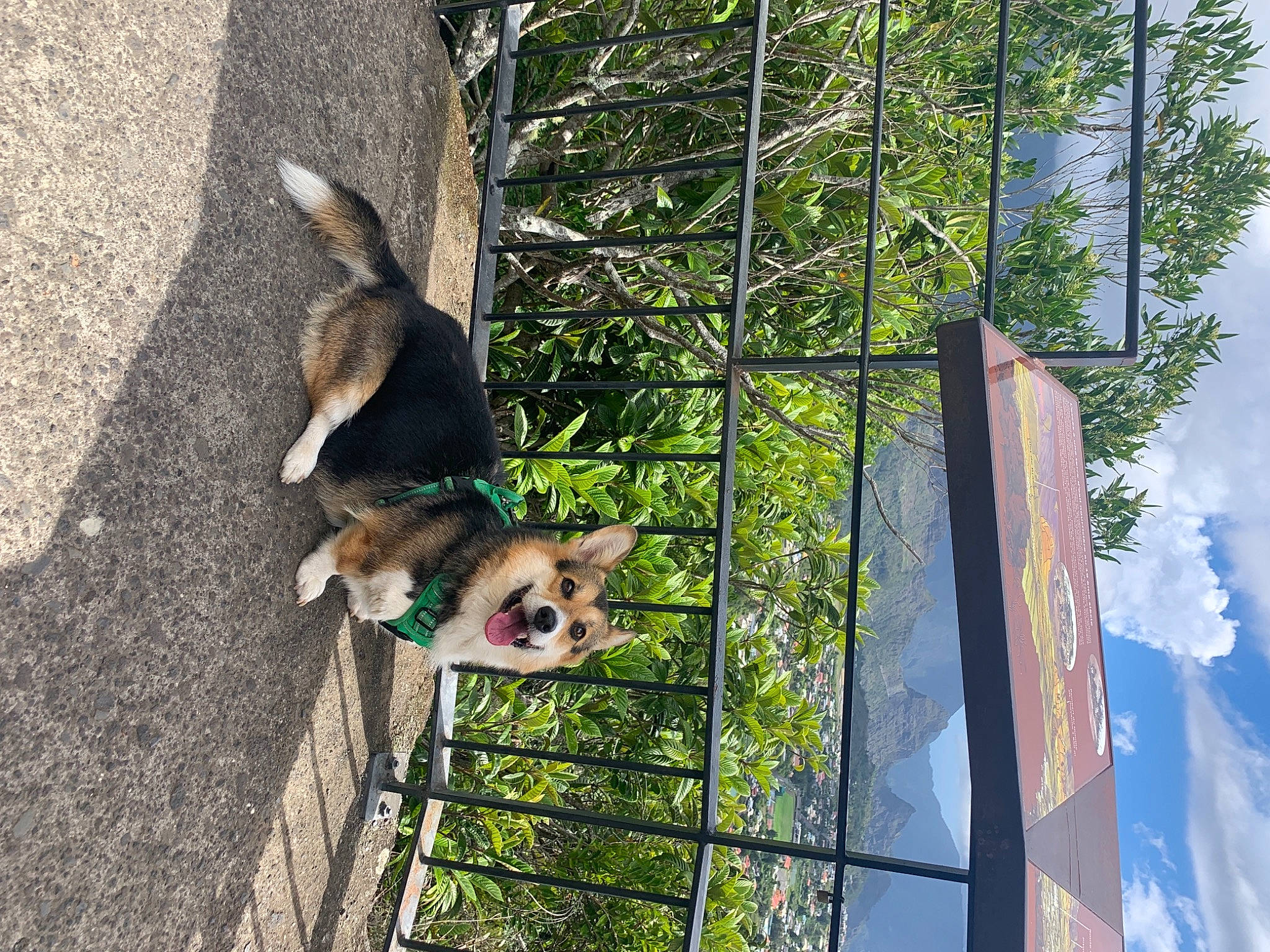 Eska participe au concours pour gagner de l'argent avec cette photo : animal_shelter, carnivore, cloud, companion_dog, dog, dog_breed, fawn, felidae, laughing_kookaburra, leash, line, mesh, pet_supply, sky, snout, sporting_group, tail, tree, trunk, wood