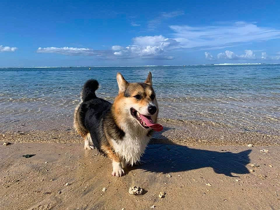 Eska a rejoint le concours — aidez-le/la à gagner de superbes lots ! beach, canidae, carnivore, cloud, companion_dog, dog, dog_breed, herding_dog, horizon, lake, landscape, ocean, old_german_shepherd_dog, sand, sky, sporting_group, travel, water, wave, wind_wave