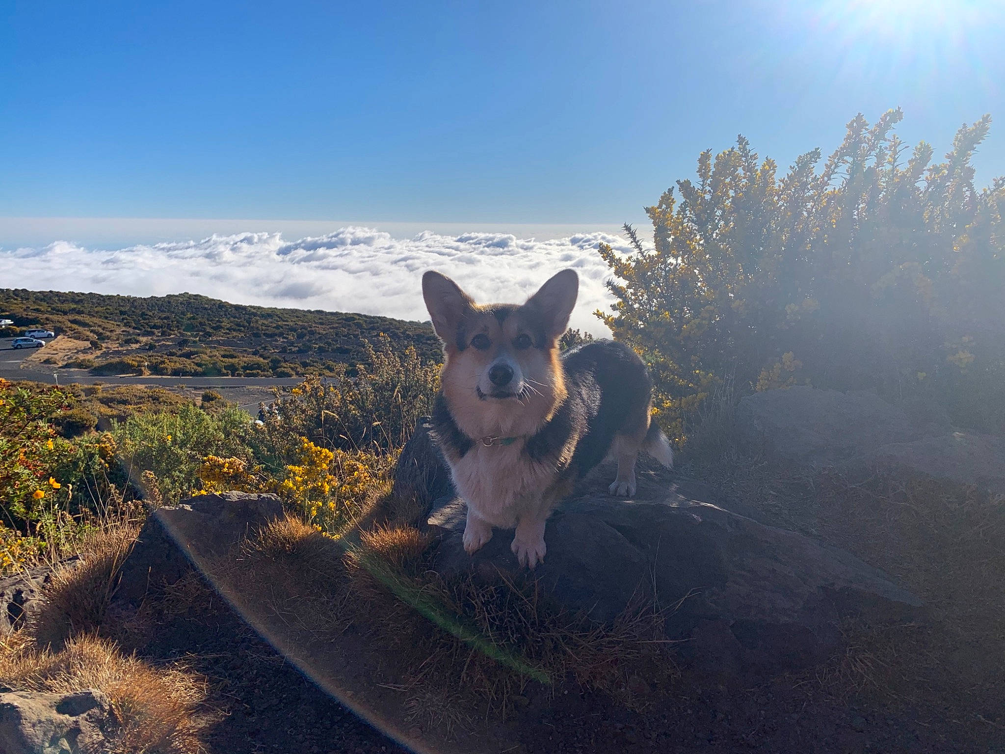 Eska a rejoint le concours — aidez-le/la à gagner de superbes lots ! canidae, carnivore, companion_dog, dog, dog_breed, fawn, field, grass, grassland, horizon, landscape, natural_landscape, plant, prairie, sky, sporting_group, steppe, tail, wildlife, winter