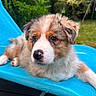 Baïko participe au concours pour gagner de l'argent avec cette photo : animal, blue_chair, canine, closeup, cute, daylight, dog, fluffy, fur, garden, grass, lounge, nature, outdoor, pet, portrait, puppy, relaxing, summer, young_dog