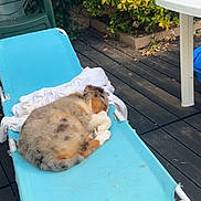 Baïko participe au concours pour gagner de l'argent avec cette photo : canine, chair, daytime, deck, dog, fluffy, furniture, garden, greenery, home, lounge_chair, lounging, nature, outdoor, pet, relaxation, resting, sleeping, summer, sunny