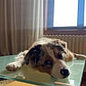 Baïko a rejoint le concours — aidez-le/la à gagner de superbes lots ! animal, canine, cozy, curtain, cute, dog, floor, fur, glass_table, home, indoor, light, looking_up, pet, puppy, radiator, relaxed, resting, table_leg, window