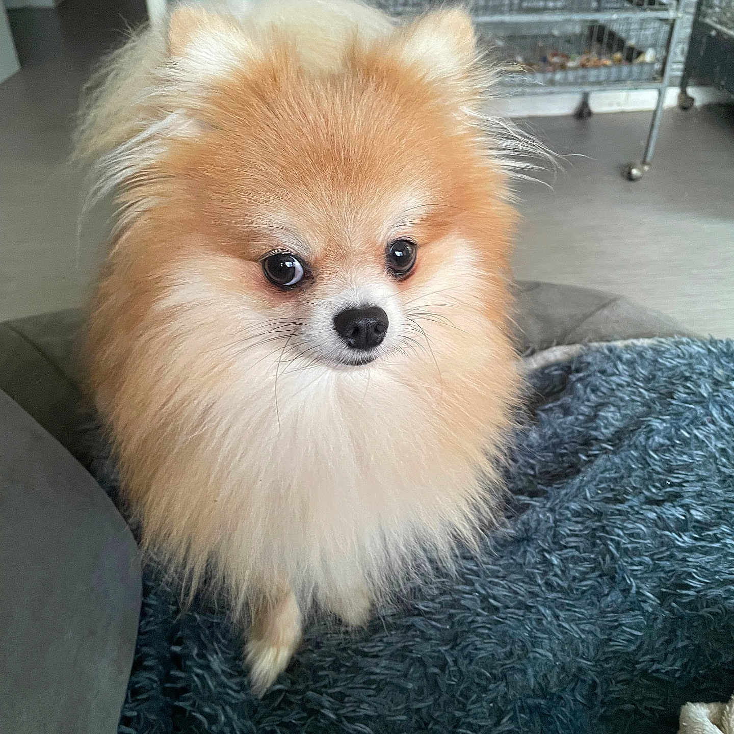 Simba a rejoint le concours — aidez-le/la à gagner de superbes lots ! animal, blanket, cage, companion, curious, cute, dog, domestic, floor, fluffy, fur, furniture, home, indoor, looking_away, pet, pomeranian, portrait, small_dog, soft_light