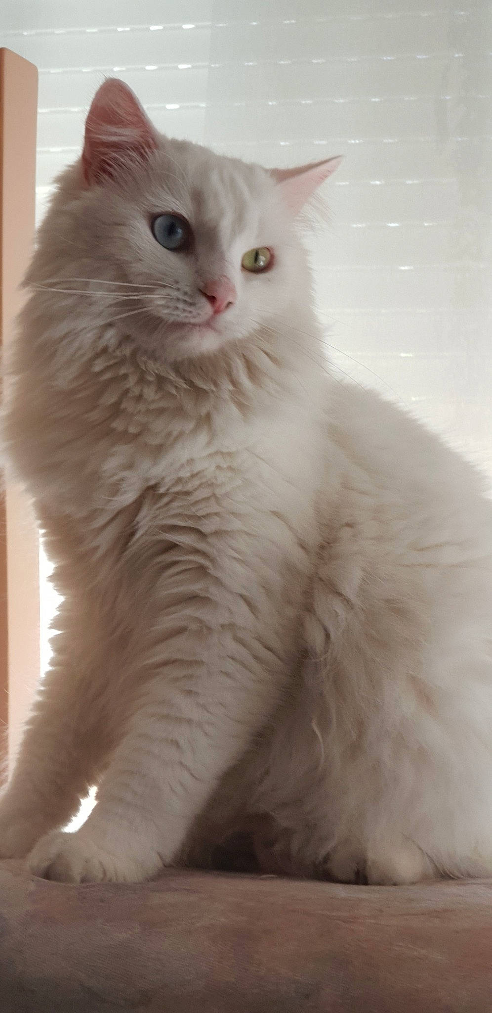 Canaille a rejoint le concours — aidez-le/la à gagner de superbes lots ! british_longhair, carnivore, cat, domestic_short_haired_cat, felidae, fur, small_to_medium_sized_cats, snout, tail, terrestrial_animal, whiskers, window