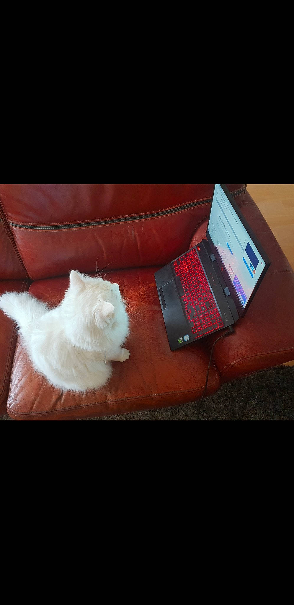 Canaille participe au concours pour gagner de l'argent avec cette photo : carnivore, cat, communication_device, companion_dog, computer, electronic_device, fawn, felidae, flooring, gadget, hardwood, lap, laptop, netbook, personal_computer, portable_communications_device, small_to_medium_sized_cats, space_bar, tail, whiskers