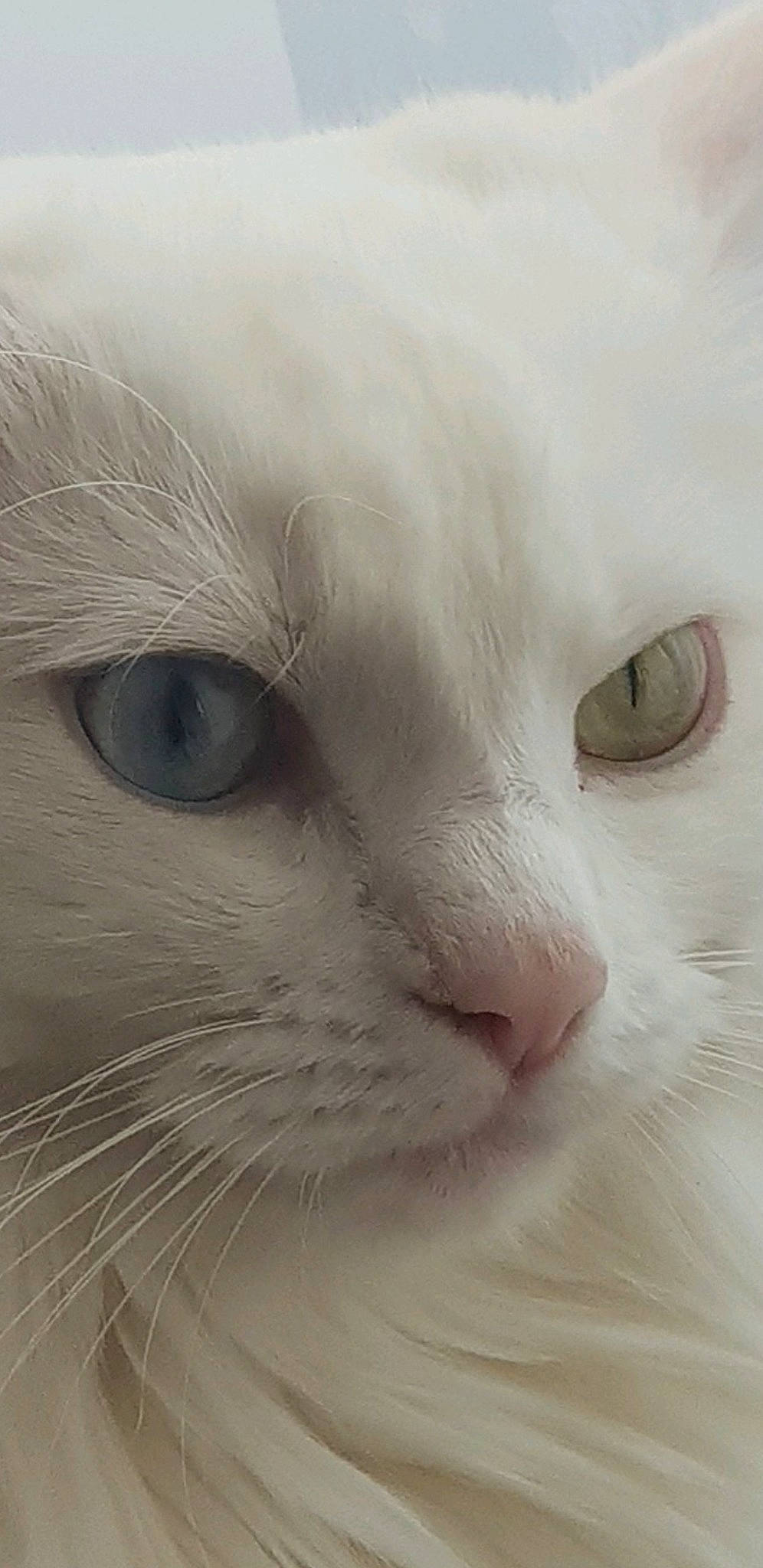 Canaille participe au concours pour gagner de l'argent avec cette photo : carnivore, cat, comfort, domestic_short_haired_cat, eye, felidae, fur, mammal, no_expression, small_to_medium_sized_cats, snout, terrestrial_animal, whiskers, window