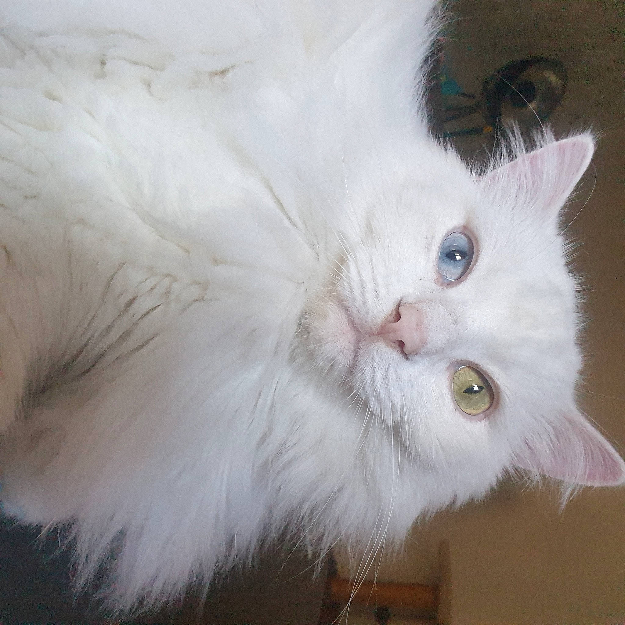 Canaille participe au concours pour gagner de l'argent avec cette photo : british_longhair, carnivore, cat, claw, felidae, fur, paw, ragdoll, small_to_medium_sized_cats, snout, tail, terrestrial_animal, whiskers