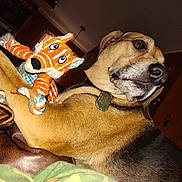Lizzy joined the competition — help win amazing prizes! animal, brown_dog, canine, closeup, collar, comfort, dog, domestic, fox_toy, fur, home, indoor, leather_couch, living_room, looking_away, pet, plush_toy, relaxed, stuffed_animal, toy