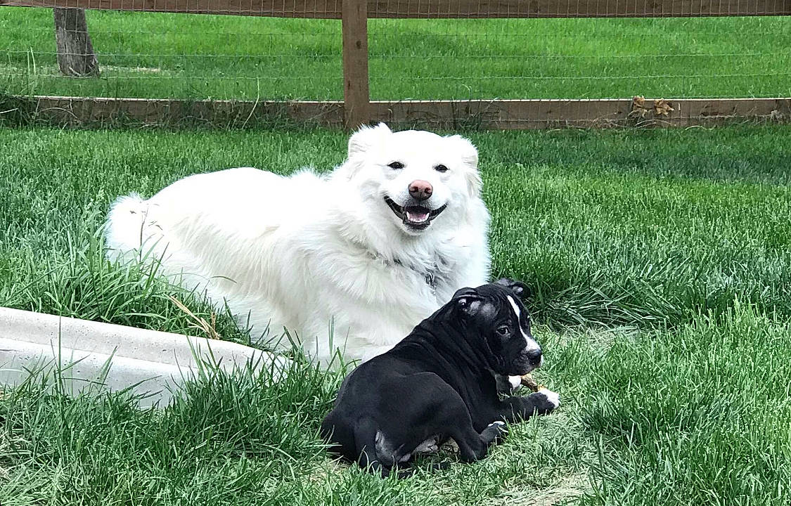 Diesel Martin is registered to the contest to win money with this photo: akbash_dog, berger_blanc_suisse, canidae, carnivore, companion_dog, dog, dog_breed, golden_retriever, grass, great_pyrenees, labrador_retriever, lawn, mammal, maremma_sheepdog, plant, rare_breed_dog, retriever, sporting_group, vertebrate, white_shepherd