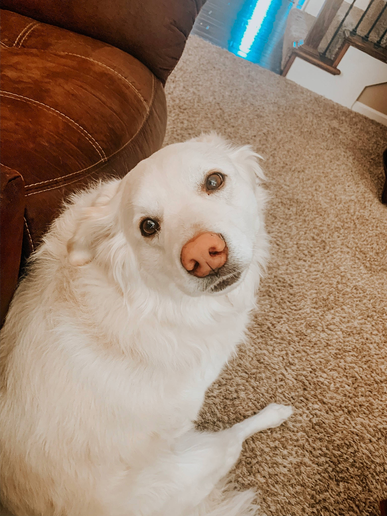Piper Martin is registered to the contest to win money with this photo: american_eskimo_dog, canidae, carnivore, companion_dog, dog, dog_breed, fur, great_pyrenees, mammal, nose, rare_breed_dog, sporting_group, vertebrate