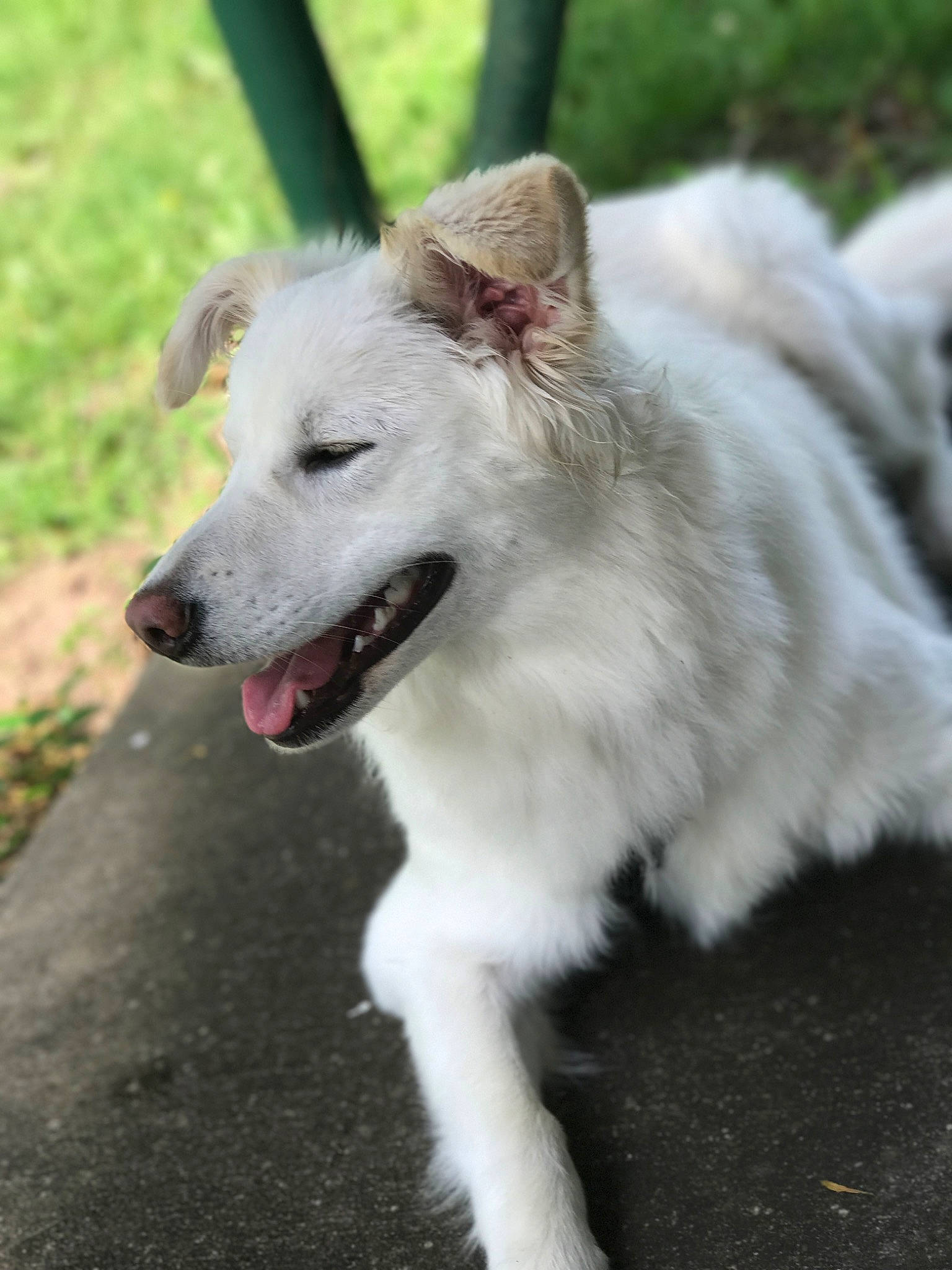 Piper Martin joined the competition — help win amazing prizes! american_eskimo_dog, berger_blanc_suisse, canidae, carnivore, companion_dog, dog, dog_breed, kintamani, mammal, pungsan_dog, rare_breed_dog, samoyed, sporting_group, vertebrate, white_shepherd