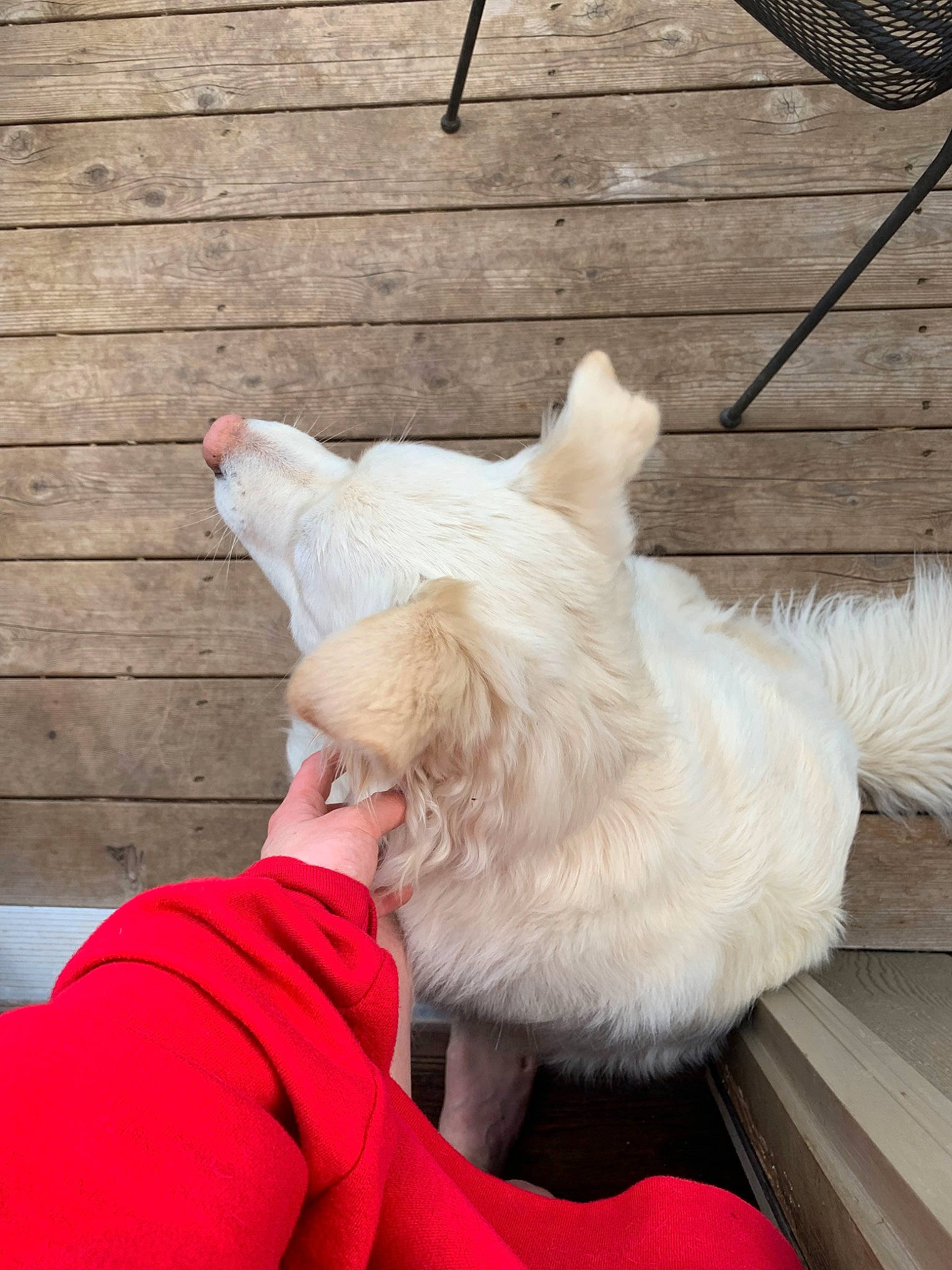 Piper Martin joined the competition — help win amazing prizes! canidae, carnivore, companion_dog, dog, dog_breed, ear, fur, nose, tail, terrier, west_highland_white_terrier, white_shepherd