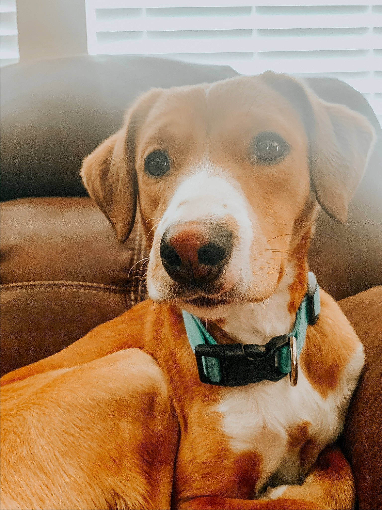 Sadie Martin joined the competition — help win amazing prizes! beagador, canidae, carnivore, companion_dog, dog, dog_breed, dog_collar, ear, fawn, labrador_retriever, mammal, portuguese_pointer, puppy, rare_breed_dog, rhodesian_ridgeback, snout, sporting_group, vertebrate, vizsla, whiskers