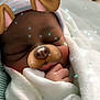 baby, sleeping, blanket, face_filter, dog_ears, dog_nose, sparkles, cozy, infant, hand, cute, soft_lighting, portrait, indoors, close_up, child, wrapped, peaceful, resting, cartoon_overlay
