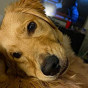 Milo joined the competition — help win amazing prizes! animal, brown, canine, close_up, companion, cute, dog, domestic_animal, eyes, face, friendly, fur, golden_retriever, indoor, looking, mammal, nose, pet, portrait, whiskers