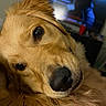 animal, brown, canine, close_up, companion, cute, dog, domestic_animal, eyes, face, friendly, fur, golden_retriever, indoor, looking, mammal, nose, pet, portrait, whiskers
