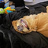 Milo is registered to the contest to win money with this photo: animal, bed, black_blanket, blanket, cozy, cute, dog, fur, golden_retriever, indoor, lying_down, pet, playful, plush_toy, relaxed, resting, smiling, snout, teeth, turtle