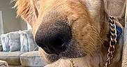 Milo is registered to the contest to win money with this photo: animal, canine, chain, close_up, couch, cute, dog, ears, fur, furniture, gold_chain, golden_retriever, indoor, nose, pet, portrait, puppy, relaxed, sofa, whiskers