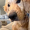 animal, canine, chain, close_up, couch, cute, dog, ears, fur, furniture, gold_chain, golden_retriever, indoor, nose, pet, portrait, puppy, relaxed, sofa, whiskers