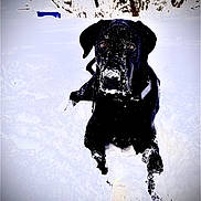 Jett joined the competition — help win amazing prizes! dog, black_dog, snow, snowy_landscape, tennis_ball, winter, outdoor, animal, pet, playing, snow_covered, trees, nature, canine, fur, nose, paw, leaves, field, winter_sport