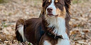 Mowgli a rejoint le concours — aidez-le/la à gagner de superbes lots ! animal, canine, cockerspaniel, collie, dog, grove, hound, husky, land, leaf, nature, outdoors, pet, plant, puppy, snout, soil, tree, vegetation, woodland