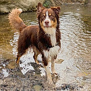 Mowgli participe au concours pour gagner de l'argent avec cette photo : animal, bathing, beach, canine, coast, collie, creek, dog, mud, nature, outdoors, pet, puddle, puppy, rock, sea, shoreline, soil, stream, water