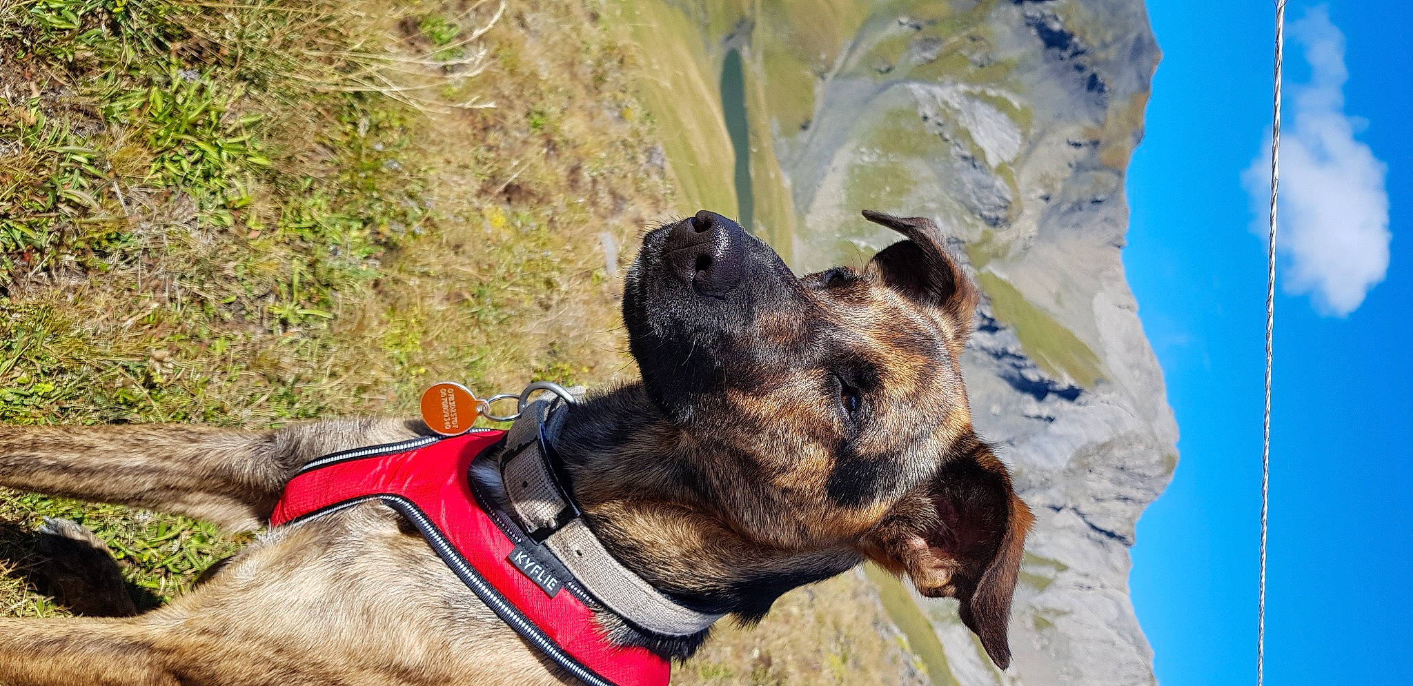 Yoni participe au concours pour gagner de l'argent avec cette photo : adventure, airedale_terrier, carnivore, collar, companion_dog, dog, dog_breed, dog_collar, dog_hiking, dog_supply, fawn, giant_dog_breed, guard_dog, leash, pack_animal, plant, rock, sky, sporting_group, working_animal