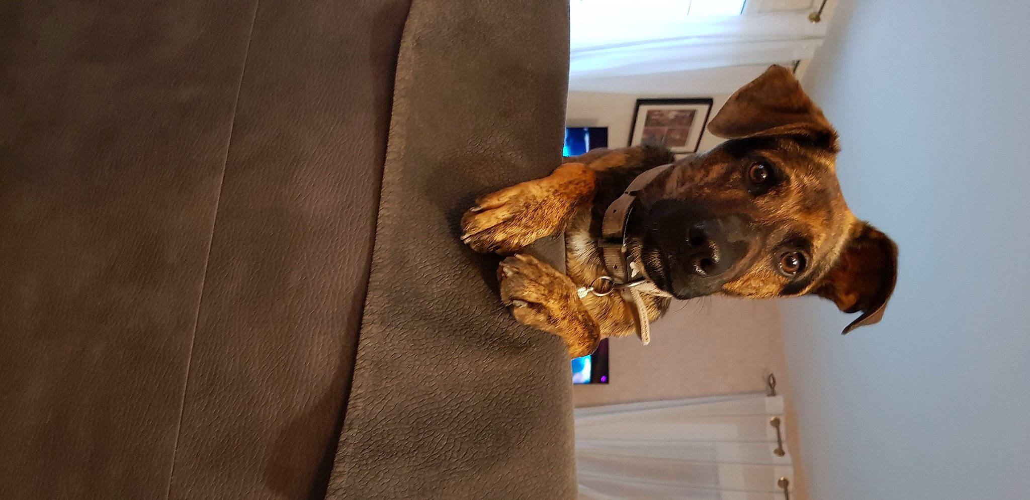 Yoni participe au concours pour gagner de l'argent avec cette photo : brown, carnivore, collar, comfort, companion_dog, dog, dog_breed, dog_collar, ear, fawn, fur, giant_dog_breed, guard_dog, liver, pet_supply, sporting_group, whiskers, wood, working_animal