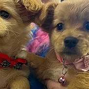 Jack And Sugar joined the competition — help win amazing prizes! puppy, dog, pet, fluffy, collar, bell, bow_tie, cute, animal, close_up, brown, fur, young, domestic_animal, portrait, indoor, hand, friendship, companions, adorable