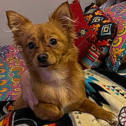 Sugar is registered to the contest to win money with this photo: animal, blanket, brown_fur, colorful, comfort, companion, cozy, cute, dog, ears, eyes, fur, furry, home, indoor, pet, pillow, resting, small_dog, snuggle